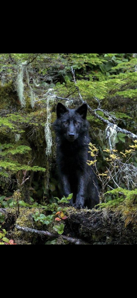 BlackWolf